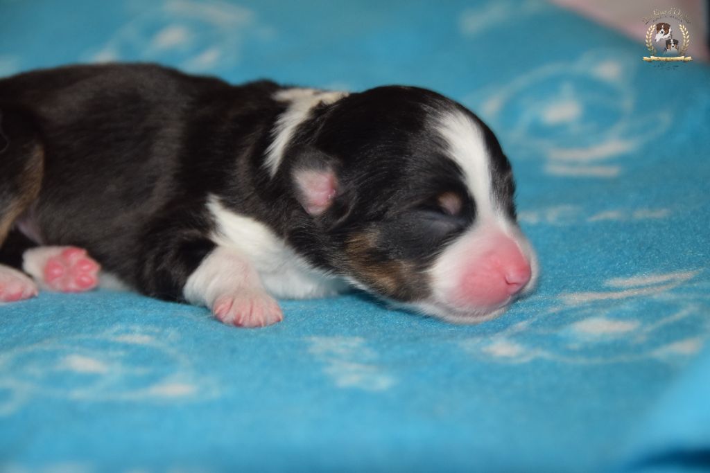 des rêves d'opaline - Chiots disponibles - Berger Australien
