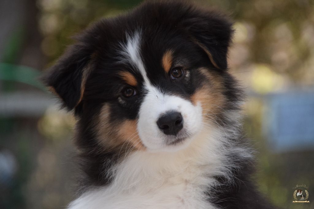 des rêves d'opaline - Chiots disponibles - Berger Australien