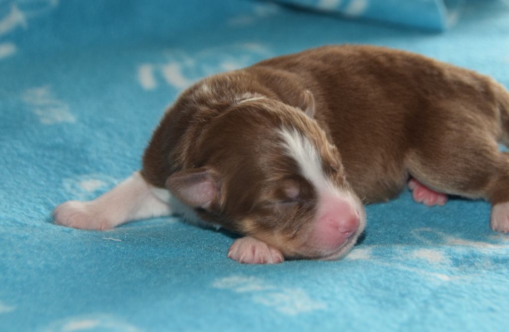 des rêves d'opaline - Chiots disponibles - Berger Australien