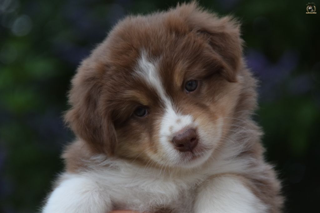 des rêves d'opaline - Chiots disponibles - Berger Australien