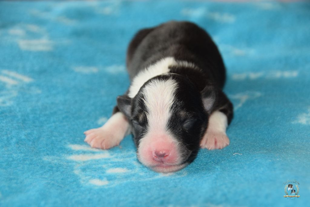 des rêves d'opaline - Chiots disponibles - Berger Australien