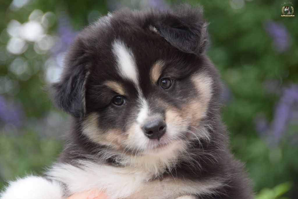 des rêves d'opaline - Chiots disponibles - Berger Australien