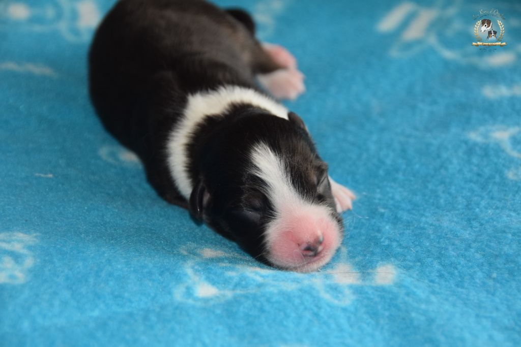 des rêves d'opaline - Chiots disponibles - Berger Australien